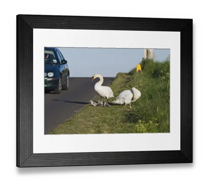 Framed Print : Mute Swan (Cygnus olor) adult pair with newly hatched cygnets, on roadside verge, Cley, Norfolk, England, may Framed Print : Mute Swan (Cygnus olor) adult pair with newly hatched cygnets, on roadside verge, Cley, Norfolk, England, may