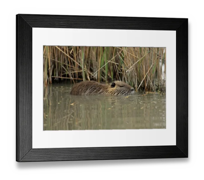 Framed Print : Coypu (Myocastor coypus) introduced species, adult, in water at edge of reedbed, Saintes Marie de la Mer, Camargue Framed Print : Coypu (Myocastor coypus) introduced species, adult, in water at edge of reedbed, Saintes Marie de la Mer, Camargue