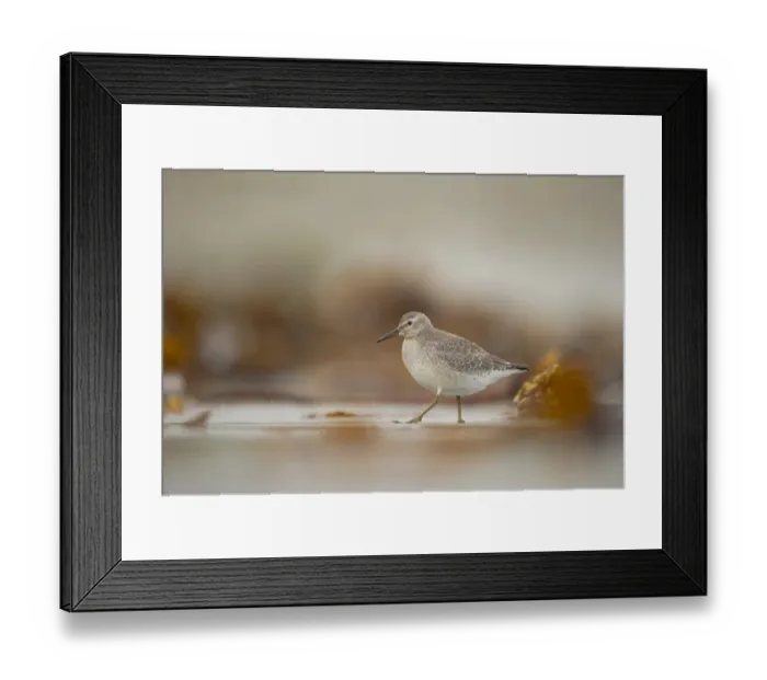 Framed Print : Knot (Calidris canutus) adult, winter plumage, foraging amongst seaweed on beach, Shetland Islands, Scotland, september Framed Print : Knot (Calidris canutus) adult, winter plumage, foraging amongst seaweed on beach, Shetland Islands, Scotland, september