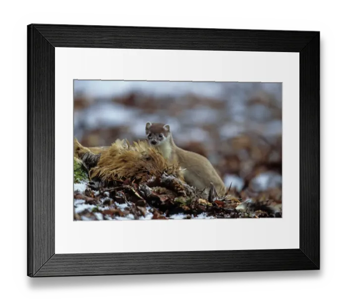 Framed Print : Stoat (Mustela erminea) adult, feeding on Common Pheasant (Phasianus colchicus) in snow, Borders, Scotland, winter