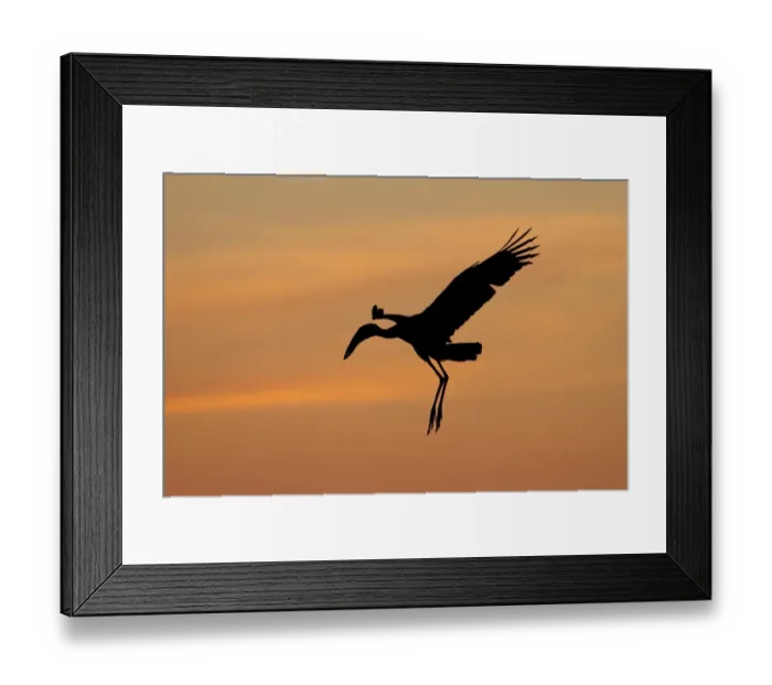 Framed Print : African Open-billed Stork (Anastomus lamelligerus) adult, in flight, silhouetted at sunset, Godikwe Lagoon, Okavango Delta, Botswana Framed Print : African Open-billed Stork (Anastomus lamelligerus) adult, in flight, silhouetted at sunset, Godikwe Lagoon, Okavango Delta, Botswana