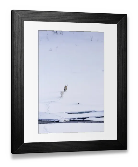 Framed Print : Reindeer (Rangifer tarandus) adult female with calf, walking in snow covered habitat, Lapland, Finland, march