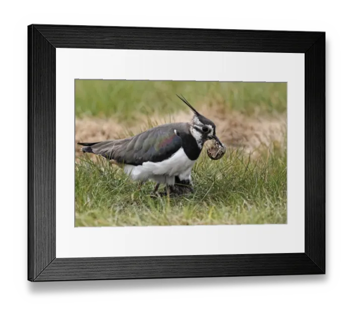 Framed Print : Northern Lapwing (Vanellus vanellus) adult female, summer plumage, picking up empty egg shell in beak, with chick at nest, Midlands, England, april Framed Print : Northern Lapwing (Vanellus vanellus) adult female, summer plumage, picking up empty egg shell in beak, with chick at nest, Midlands, England, april