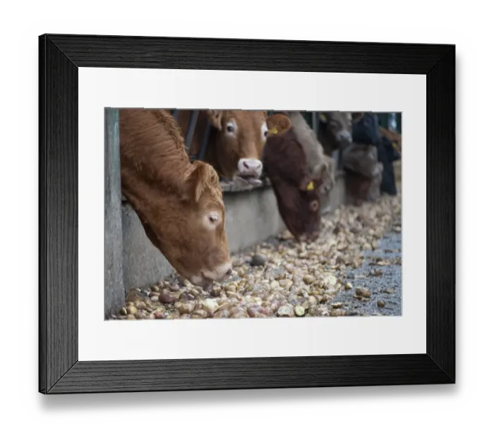 Framed Print : Domestic Cattle, beef herd, feeding on potatoes through metal feed barrier in feeding yards, Perth, Perthshire, Scotland, november