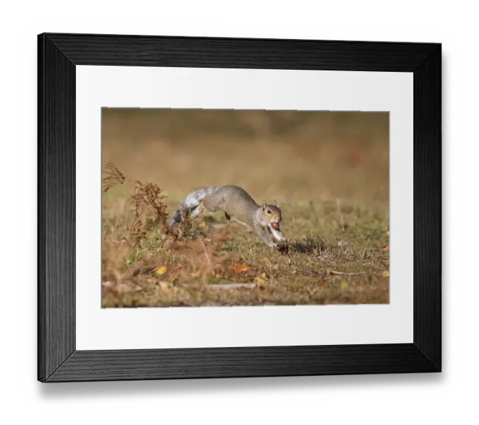 Framed Print : Eastern Grey Squirrel (Sciurus carolinensis) introduced species, adult, running with acorn in mouth, Minsmere RSPB Reserve, Suffolk, England, october Framed Print : Eastern Grey Squirrel (Sciurus carolinensis) introduced species, adult, running with acorn in mouth, Minsmere RSPB Reserve, Suffolk, England, october