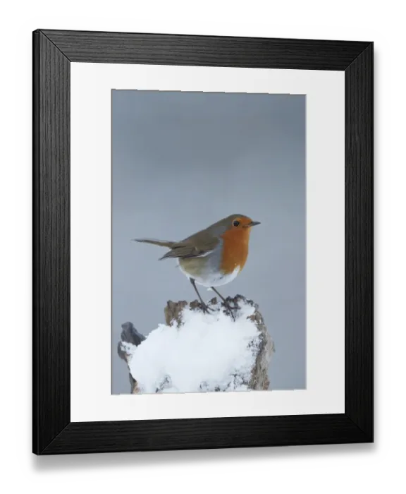 Framed Print : European Robin (Erithacus rubecula) adult, perched on snow covered stump, Shropshire, England, winter