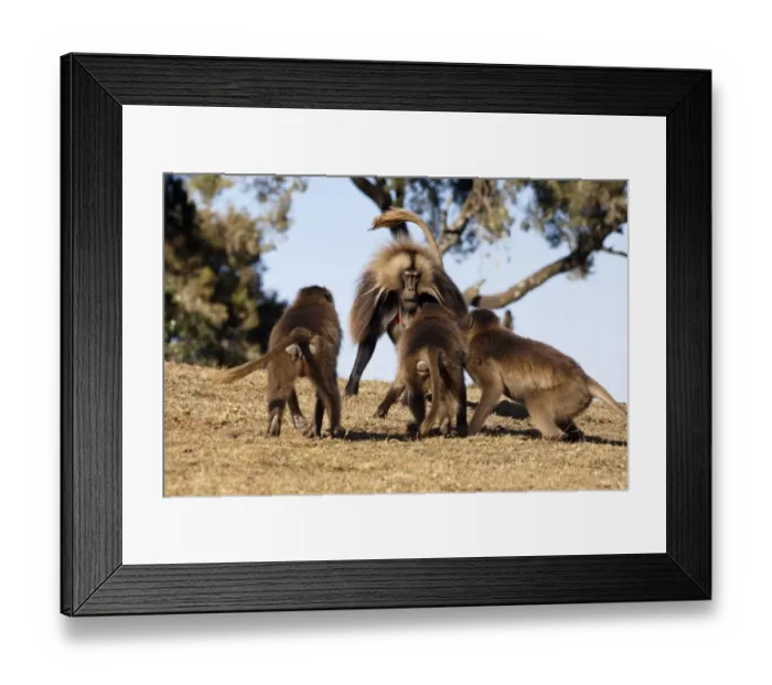 Framed Print : Gelada (Theropithecus gelada) adult male, confronted by aggressive females, Simien Mountains, Ethiopia Framed Print : Gelada (Theropithecus gelada) adult male, confronted by aggressive females, Simien Mountains, Ethiopia