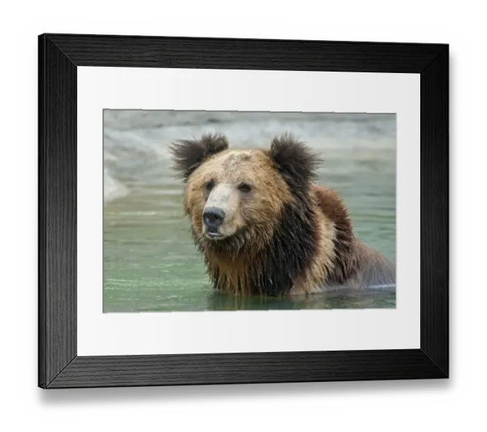 Framed Print : Tibetan Bear (Ursus arctos pruinosus) adult, close-up of head, in water, Animals Asia Rescue Centre, Chengdu, Sichuan, China, april Framed Print : Tibetan Bear (Ursus arctos pruinosus) adult, close-up of head, in water, Animals Asia Rescue Centre, Chengdu, Sichuan, China, april