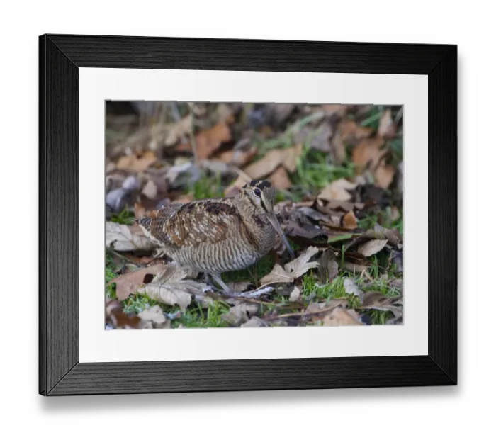 Framed Print : Eurasian Woodcock (Scolopax rusticola) adult, walking amongst fallen leaves, Norfolk, England, december