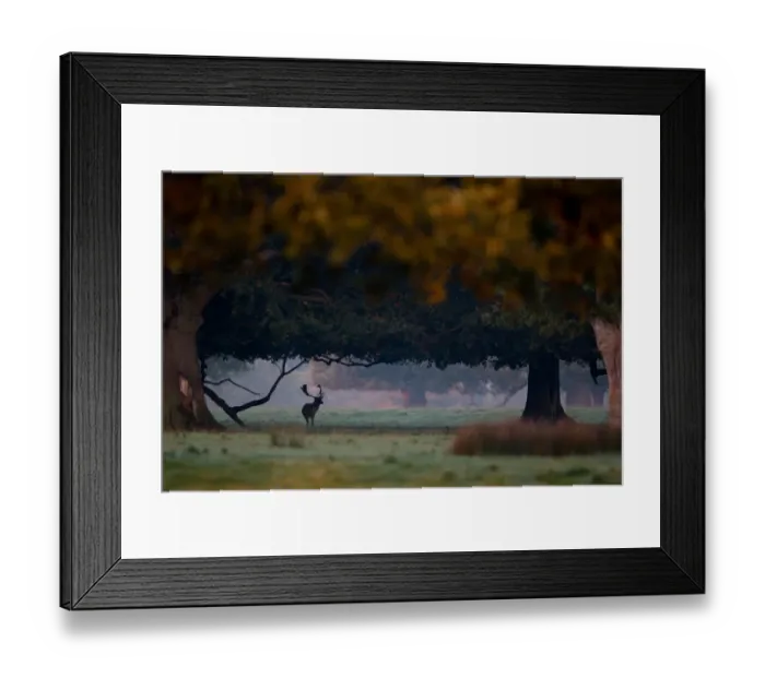 Framed Print : Fallow Deer (Dama dama) buck, standing in shadow of trees with browse line, during rutting season, Suffolk, England, october Framed Print : Fallow Deer (Dama dama) buck, standing in shadow of trees with browse line, during rutting season, Suffolk, England, october
