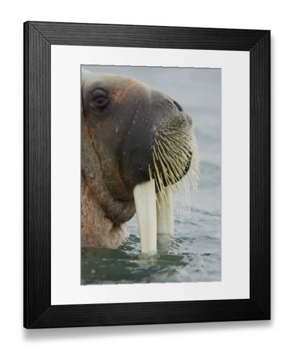 Framed Print : Atlantic Walrus (Odobenus rosmarus rosmarus) adult male, close-up of head, at surface of sea, Spitsbergen, Svalbard Framed Print : Atlantic Walrus (Odobenus rosmarus rosmarus) adult male, close-up of head, at surface of sea, Spitsbergen, Svalbard