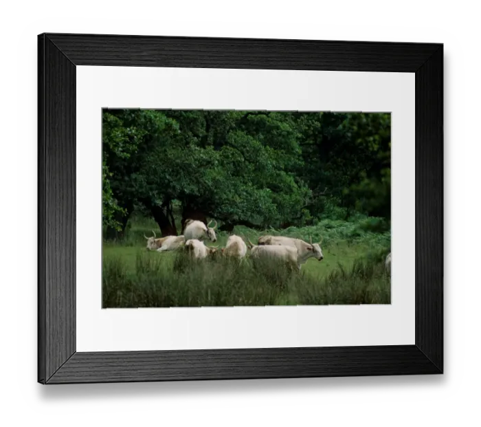 Framed Print : Domestic Cattle, Chillingham Cattle, herd, grazing and resting in wood pasture habitat, Chillingham Park, Northumberland, England, july Framed Print : Domestic Cattle, Chillingham Cattle, herd, grazing and resting in wood pasture habitat, Chillingham Park, Northumberland, England, july