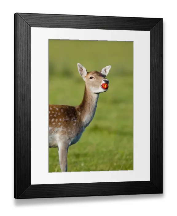 Framed Print : Fallow Deer (Dama dama) doe, feeding on windfall apple, Suffolk, England, october Framed Print : Fallow Deer (Dama dama) doe, feeding on windfall apple, Suffolk, England, october