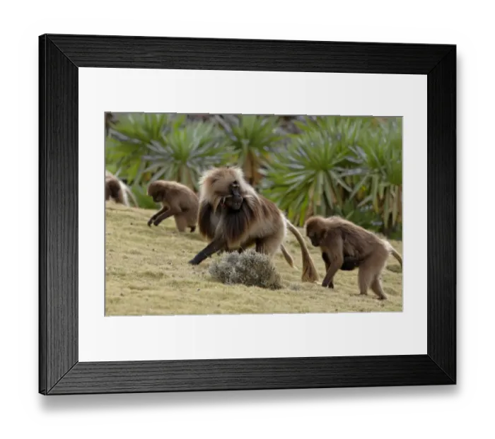 Framed Print : Gelada (Theropithecus gelada) adult male with females and young, leading troop through afro-alpine heathland, Simien Mountains, Ethiopia Framed Print : Gelada (Theropithecus gelada) adult male with females and young, leading troop through afro-alpine heathland, Simien Mountains, Ethiopia