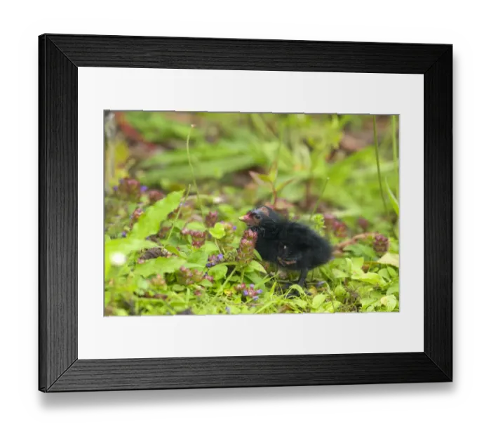 Framed Print : Common Moorhen (Gallinula chloropus) chick, standing amongst wildflowers, Wales Framed Print : Common Moorhen (Gallinula chloropus) chick, standing amongst wildflowers, Wales