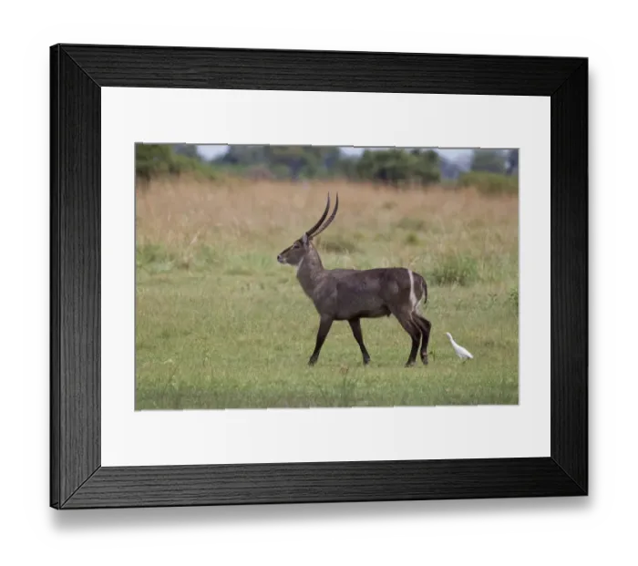 Framed Print : Common Waterbuck (Kobus ellipsiprymnus) adult male, walking, followed by Cattle Egret (Bubulcus ibis), Okavango Delta, Botswana Framed Print : Common Waterbuck (Kobus ellipsiprymnus) adult male, walking, followed by Cattle Egret (Bubulcus ibis), Okavango Delta, Botswana