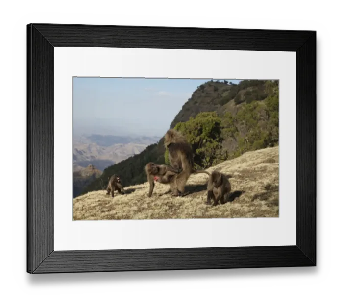 Framed Print : Gelada (Theropithecus gelada) adult pair, mating, male forcing himself onto female, Simien Mountains, Ethiopia Framed Print : Gelada (Theropithecus gelada) adult pair, mating, male forcing himself onto female, Simien Mountains, Ethiopia