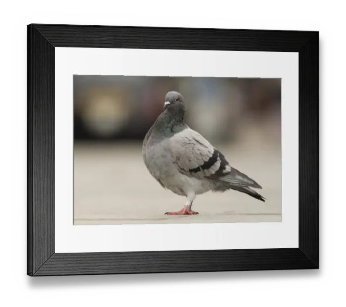 Framed Print : Feral Pigeon (Columba livia) adult, standing on pavement in city, Sheffield, South Yorkshire, England, october Framed Print : Feral Pigeon (Columba livia) adult, standing on pavement in city, Sheffield, South Yorkshire, England, october