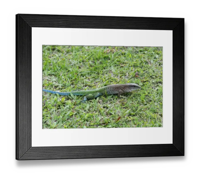 Framed Print : Giant Ameiva (Ameiva ameiva) adult male, in breeding colours, standing on ground, Iwokrama Rainforest, Guyana Framed Print : Giant Ameiva (Ameiva ameiva) adult male, in breeding colours, standing on ground, Iwokrama Rainforest, Guyana