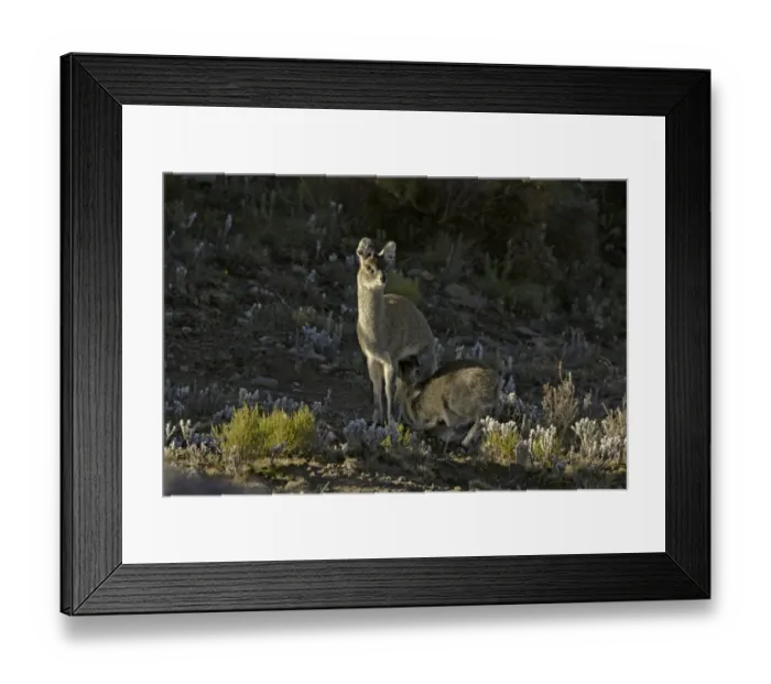 Framed Print : Klipspringer (Oreotragus oreotragus) adult female with young, suckling, Bale Mountains, Oromia, Ethiopia Framed Print : Klipspringer (Oreotragus oreotragus) adult female with young, suckling, Bale Mountains, Oromia, Ethiopia
