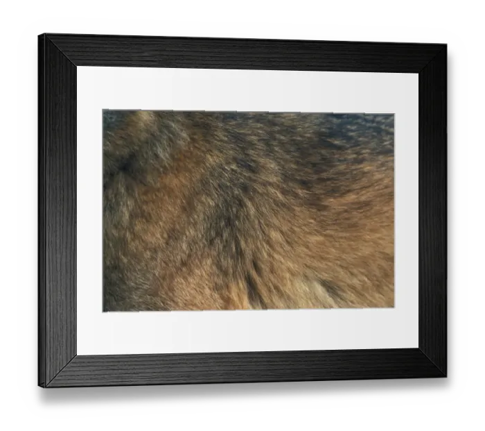 Framed Print : Iberian Wolf (Canis lupus signatus) adult, close-up of winter coat, Iberian Wolf Recovery Centre, Portugal Framed Print : Iberian Wolf (Canis lupus signatus) adult, close-up of winter coat, Iberian Wolf Recovery Centre, Portugal