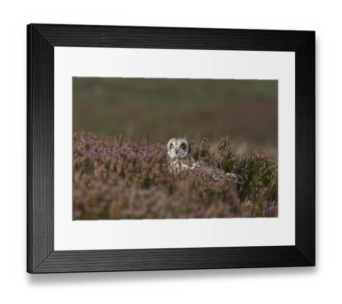 Framed Print : Short-eared Owl (Asio flammeus) adult, standing amongst flowering heather on moorland, Wales, october (captive) Framed Print : Short-eared Owl (Asio flammeus) adult, standing amongst flowering heather on moorland, Wales, october (captive)