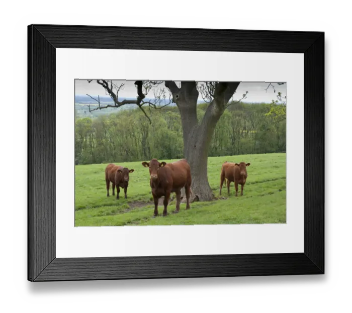 Framed Print : Domestic Cattle, Stabiliser fourteen-month old heifers, three standing beside tree in pasture, Yorkshire, England, may Framed Print : Domestic Cattle, Stabiliser fourteen-month old heifers, three standing beside tree in pasture, Yorkshire, England, may