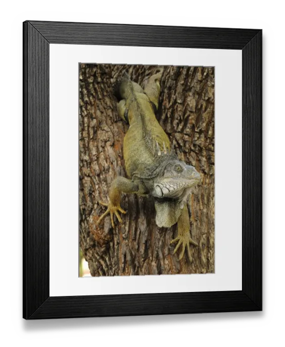 Framed Print : Green Iguana (Iguana iguana) adult, climbing down tree, Parque Bolivar, Guayaquil, Ecuador