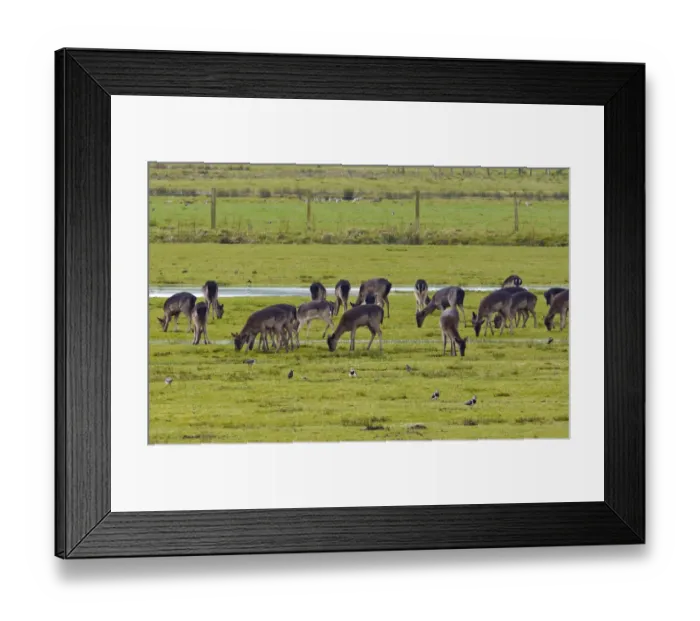 Framed Print : Fallow Deer (Dama dama) dark form, does and fawns, herd feeding in watermeadow habitat with Northern Lapwing (Vanellus vanellus) flock, Pulborough Brooks RSPB Reserve, West Sussex, England, march