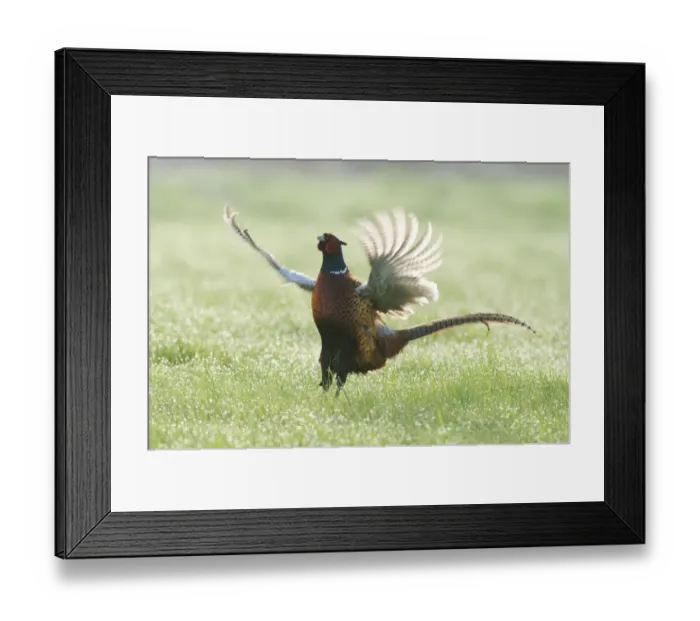 Framed Print : Common Pheasant (Phasianus colchicus) adult male, displaying in dew covered grass, North Kent Marshes, Isle of Sheppey, Kent, England, april Framed Print : Common Pheasant (Phasianus colchicus) adult male, displaying in dew covered grass, North Kent Marshes, Isle of Sheppey, Kent, England, april