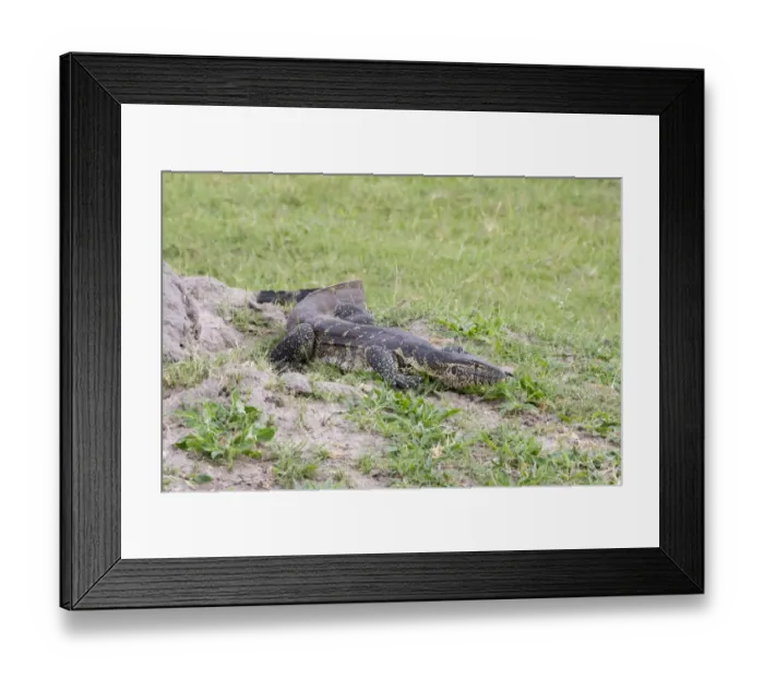Framed Print : Nile Monitor (Varanus niloticus) adult, walking, Okavango Delta, Botswana Framed Print : Nile Monitor (Varanus niloticus) adult, walking, Okavango Delta, Botswana