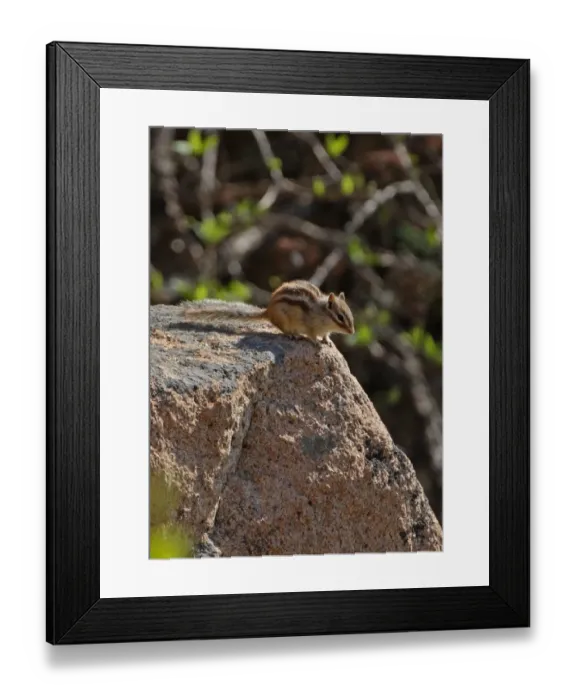Framed Print : Siberian Chipmunk (Tamias sibiricus) adult, standing on rock, Zushan Forest Park, Quinhuangdao, China, may Framed Print : Siberian Chipmunk (Tamias sibiricus) adult, standing on rock, Zushan Forest Park, Quinhuangdao, China, may