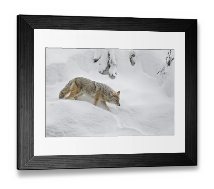 Framed Print : Coyote (Canis latrans) adult, walking in deep snow, Yellowstone N. P. Wyoming, U. S. A. february Framed Print : Coyote (Canis latrans) adult, walking in deep snow, Yellowstone N. P. Wyoming, U. S. A. february