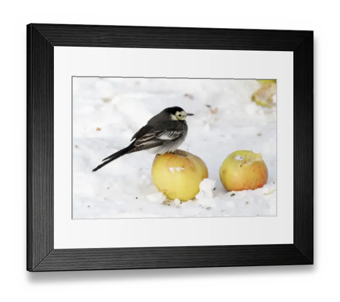 Framed Print : Pied Wagtail (Motacilla alba yarrellii) adult female, perched on apple in snow, Midlands, England, december Framed Print : Pied Wagtail (Motacilla alba yarrellii) adult female, perched on apple in snow, Midlands, England, december
