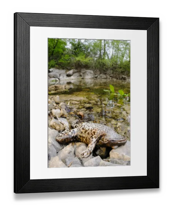 Framed Print : Marsh Frog (Pelophylax ridibundus) dead adult, killed by fungal disease, at edge of pond habitat, Italy, april Framed Print : Marsh Frog (Pelophylax ridibundus) dead adult, killed by fungal disease, at edge of pond habitat, Italy, april