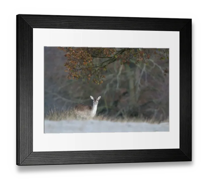 Framed Print : Fallow Deer (Dama dama) doe, standing on frost covered ground, Kent, England, october Framed Print : Fallow Deer (Dama dama) doe, standing on frost covered ground, Kent, England, october