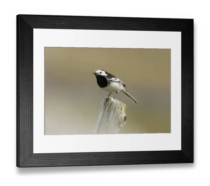 Framed Print : Pied Wagtail (Motacilla alba yarrellii) adult, singing, perched on post, Yorkshire, England, april Framed Print : Pied Wagtail (Motacilla alba yarrellii) adult, singing, perched on post, Yorkshire, England, april