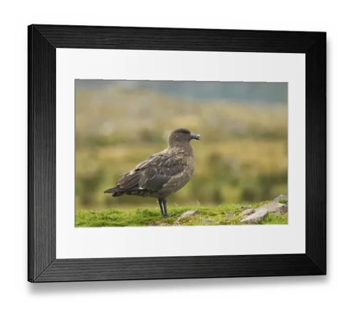Framed Print : Antarctic Skua (Catharacta antarctica) adult, standing on grass, Fortuna Bay, South Georgia
