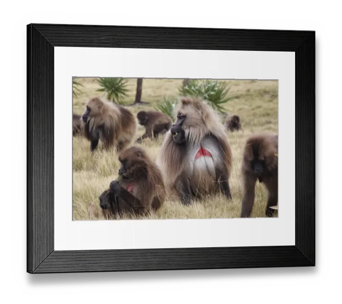 Framed Print : Gelada (Theropithecus gelada) adult males and females, troop grazing on grass, Simien Mountains, Ethiopia Framed Print : Gelada (Theropithecus gelada) adult males and females, troop grazing on grass, Simien Mountains, Ethiopia