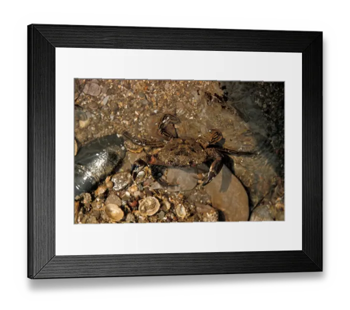Framed Print : Crab - Velvet (Portunus puber) close-up / on damp stones / Wembury Church Reef Framed Print : Crab - Velvet (Portunus puber) close-up / on damp stones / Wembury Church Reef