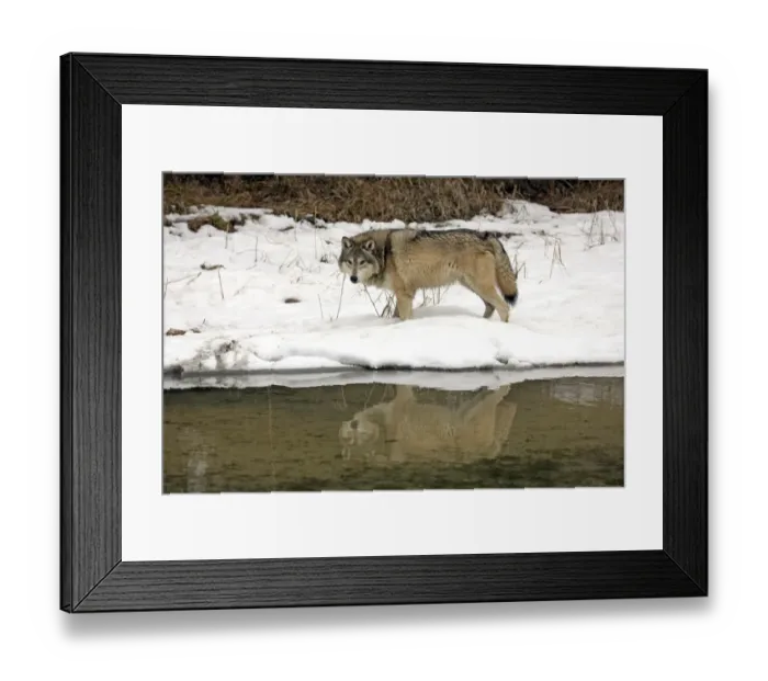 Framed Print : Grey Wolf (Canis lupus) adult, standing in snow at edge of water, Montana, U. S. A. winter (captive) Framed Print : Grey Wolf (Canis lupus) adult, standing in snow at edge of water, Montana, U. S. A. winter (captive)