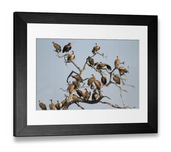 Framed Print : White-backed Vulture (Gyps africanus) flock, with Lappet-faced Vulture (Aegypius tracheliotus), perched on dead tree, Chobe N. P. Botswana Framed Print : White-backed Vulture (Gyps africanus) flock, with Lappet-faced Vulture (Aegypius tracheliotus), perched on dead tree, Chobe N. P. Botswana