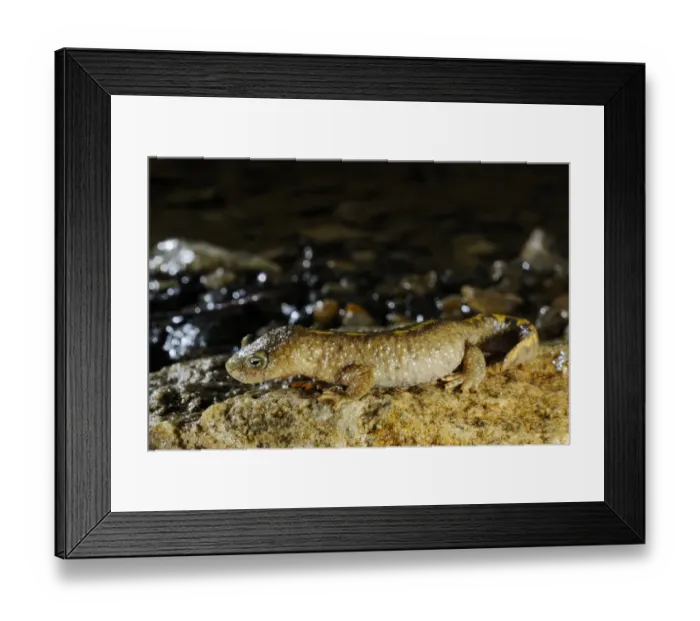 Framed Print : Pyrenean Brook Newt (Calotriton asper) adult, standing on rock, Ordesa y Monte Perdido N. P. Pyrenees, Aragon, Spain, june Framed Print : Pyrenean Brook Newt (Calotriton asper) adult, standing on rock, Ordesa y Monte Perdido N. P. Pyrenees, Aragon, Spain, june