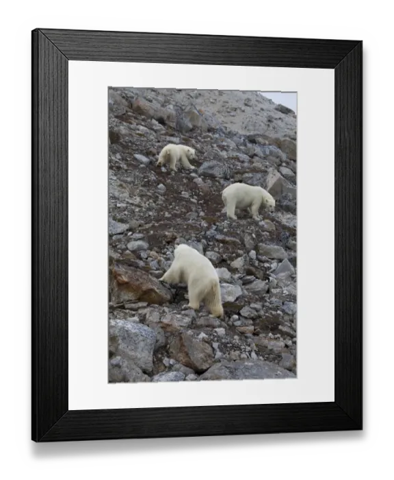 Framed Print : Polar Bear (Ursus maritimus) adults and young, standing on rocky slope, Spitsbergen, Svalbard, september Framed Print : Polar Bear (Ursus maritimus) adults and young, standing on rocky slope, Spitsbergen, Svalbard, september