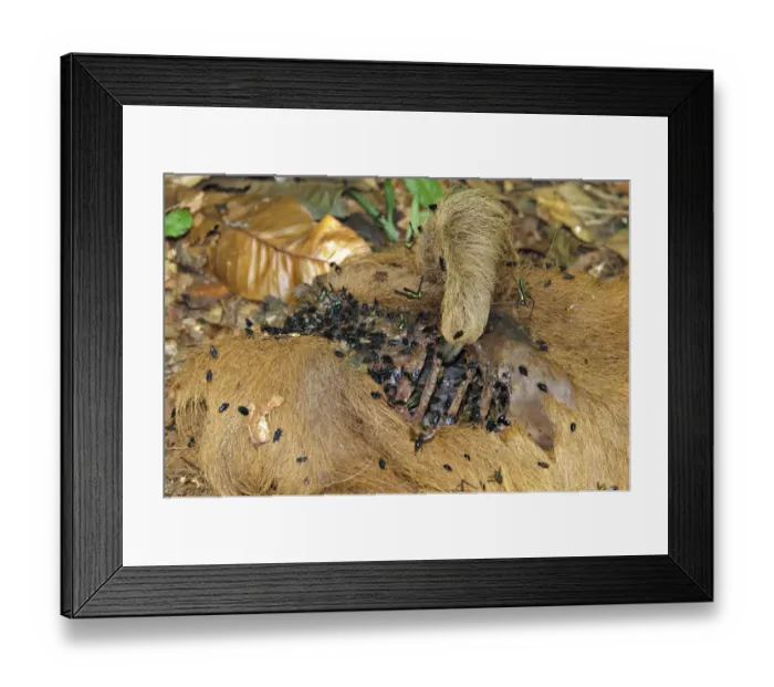 Framed Print : Hoffmann's Two-toed Sloth (Choloepus hoffmanni) dead adult, carcass covered with flies, Madre de Dios, Amazonia, Peru