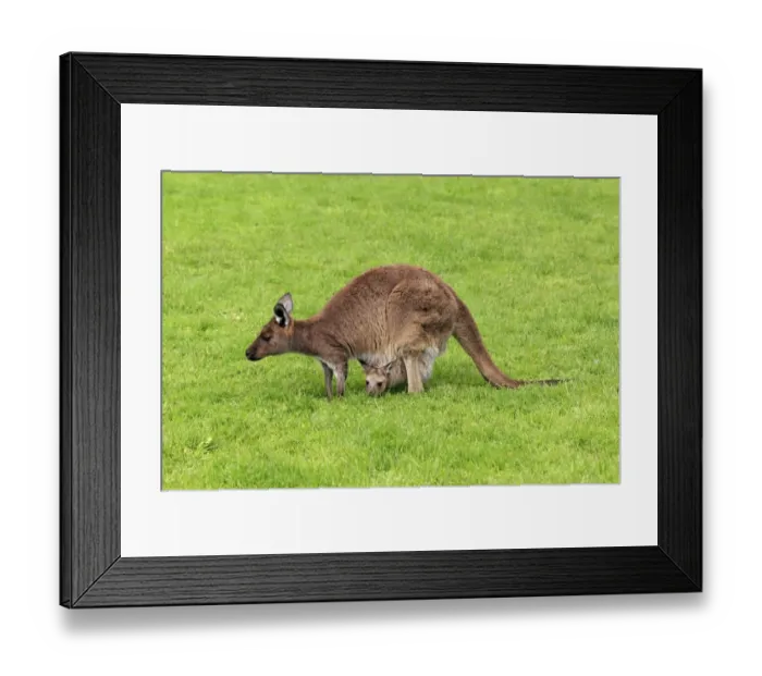 Framed Print : Western Grey Kangaroo (Macropus fuliginosus) adult female with young in pouch, grazing on grass, Cleland Wildlife Park, South Australia, Australia Framed Print : Western Grey Kangaroo (Macropus fuliginosus) adult female with young in pouch, grazing on grass, Cleland Wildlife Park, South Australia, Australia