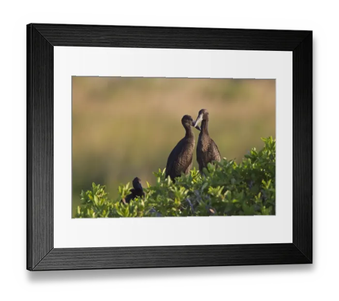 Framed Print : African Open-billed Stork (Anastomus lamelligerus) young, at nest in tree, Godikwe Lagoon, Okavango Delta, Botswana