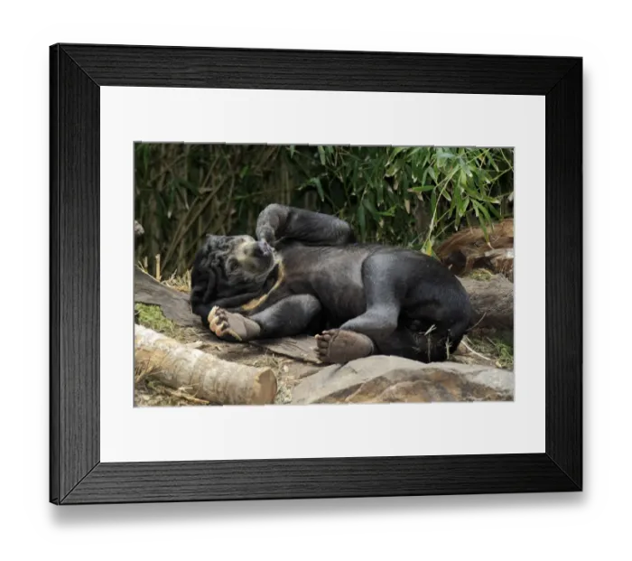 Framed Print : Malaysian Sun Bear (Helarctos malayanus malayanus) adult, resting on back (captive) Framed Print : Malaysian Sun Bear (Helarctos malayanus malayanus) adult, resting on back (captive)