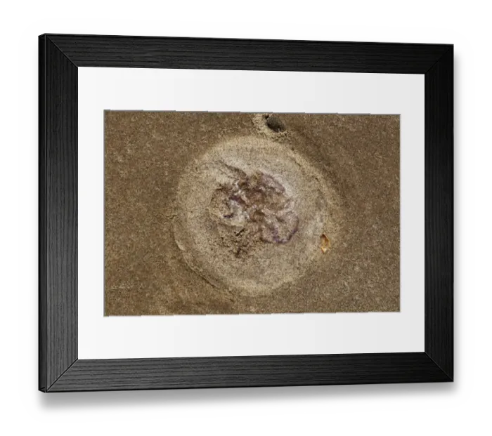 Framed Print : Common Jellyfish (Aurelia aurita) imprint on sandy beach, Gower Peninsula, Glamorgan, Wales, july Framed Print : Common Jellyfish (Aurelia aurita) imprint on sandy beach, Gower Peninsula, Glamorgan, Wales, july