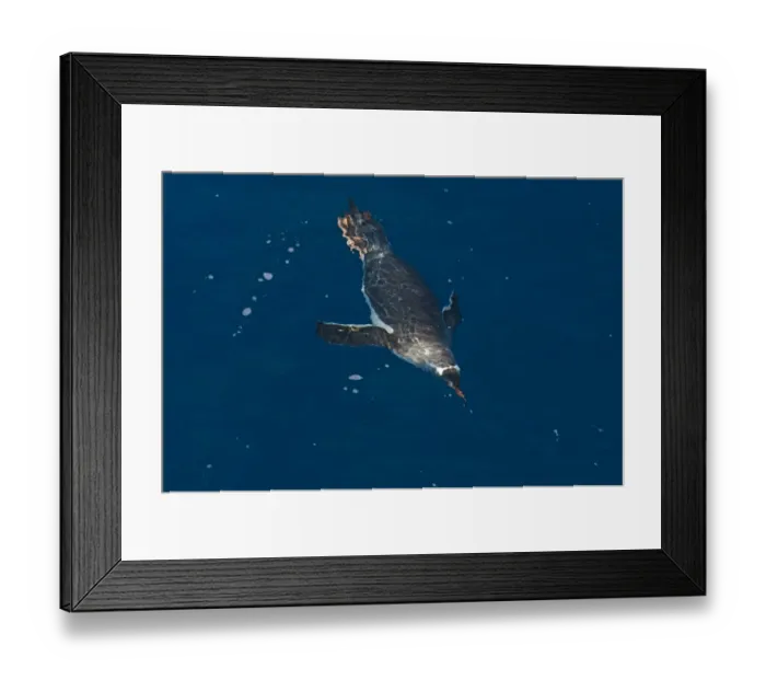 Framed Print : Gentoo Penguin (Pygoscelis papua) adult, swimming underwater, South Georgia, october Framed Print : Gentoo Penguin (Pygoscelis papua) adult, swimming underwater, South Georgia, october